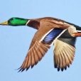 Duck82