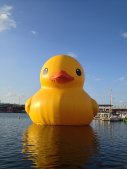 olcodgerduck