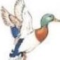 Mallard