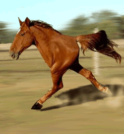 halfhorse.gif.7e878e2c13dadde65af1af79b60e8cf3.gif