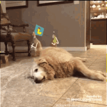 762243733_duckconquerer.gif.46a7d569857d51ba8aa251d5210904fc.gif