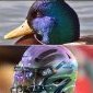 DanLduck