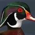 Wood Duck