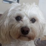 LilyDog