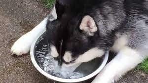image.jpeg.23f06c0f708bb64ea64ccb29db6a7ba5.jpeg