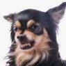 RUDEDOG