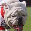 GeorgiaDogs