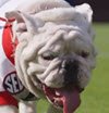 Georgia Bulldog.jpg