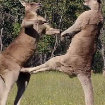 Roos2.jpg.fe7cddb23fd325baff9819fd0c06f9b7.jpg