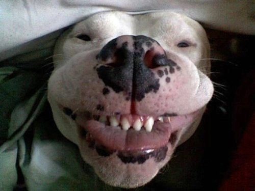 smiledog.jpg.bc4db3fa2808e0e9d13863db871391b2.jpg