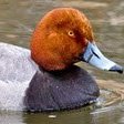 DrippyDuck