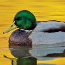 Quacker1155