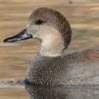 duckoflife