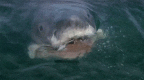 image.gif.3f3e2f400a8d43132c98d0a505b03ea6.gif