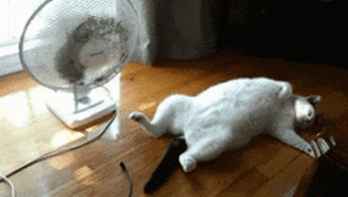 image.gif.a71a06f454ebc4cb0babffaa30634dc0.gif