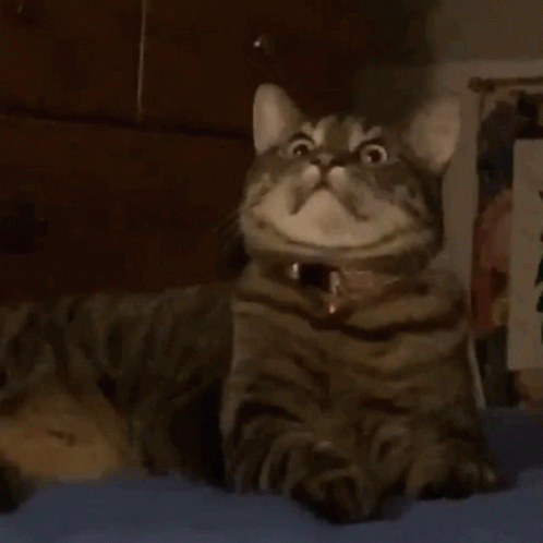 image.thumb.gif.8a432f9f9f5acb79d0449689cd0e7b6a.gif