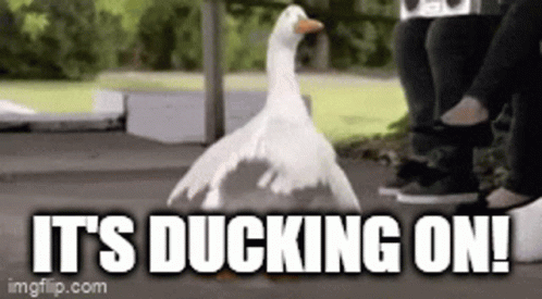 image.gif.31157e47fa2760e41e0979fedbf4bfa0.gif