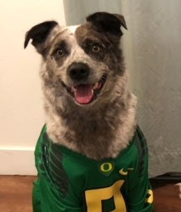 Duck Dog.jpg