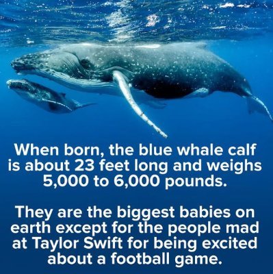 Silly Swift.jpg