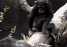 smelling-monkey.gif.48427f2fd071354056ce974514064e1c.gif