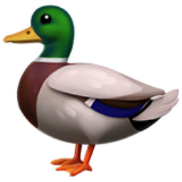 Go Ducks!